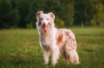 Understanding Your Dog’s Body (Vet Answer) – Dogster