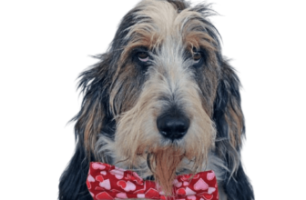 Dipping A Paw Into Online Dating