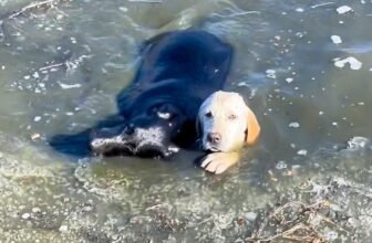 They Stood Around As Dogs Began To Drown But A Man’s ‘Selfless Heart’ Took Over