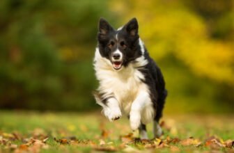 Jogging With Your Dog – Tips for a Hands-Free Exercise Routine