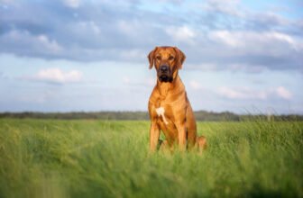 Injuries From a Leashed Dog – Strategies for a Safer Dog-Walking
