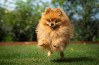 13 Small Dog Breeds That Are Packed With Personality