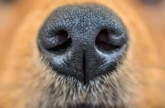 What Smells Do Dogs Hate Most? These 10 Might Be In Your Home