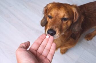 6 Best Liver Supplements For Dogs & Vet Advice About Who Needs Them