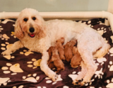 Top 9 Best Goldendoodle Breeders in Virginia (VA)