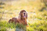 Dog Skin Problems: Caring for Cocker Spaniel Skin 