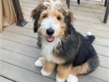 Top 10 Best Bernedoodle Breeders in Georgia (GA)