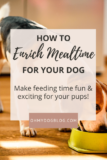 Mealtime Enrichment for Your Dog