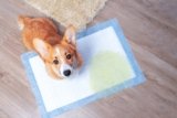 10 Common Dog Potty Training Issues (Vet-Verified) – Dogster