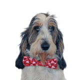 Dipping A Paw Into Online Dating