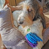 Thankful For Avoiding Paw Freeze