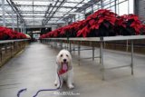 Poinsettia Shopping And More With Mom