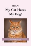 Help! My Cat Hates My Dog!
