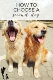 How to Choose a Second Dog