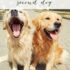 Top 20 Lovable Golden Retriever Mixes For All Types of Households