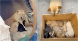 Woman Meets Mama Dog Living In Barrel With Her Babies But They’re Not Puppies At All