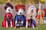 Fidose of Reality Halloween Photo Contest For Dogs 2024