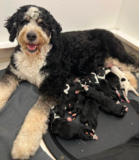 Top 3 Best Bernedoodle Breeders in Massachusetts (MA)