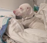 Dear Penny – Oh My Dog!