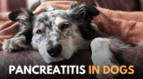 Pancreatitis in Dogs – Natural Prevention and Treatment I Dr. Peter Dobias – Dr. Dobias Healing Solutions