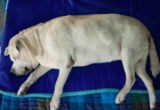 Lipomas/Fatty Cysts in Labradors | Endless Mountain Labradors