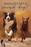 Should I get a second dog?