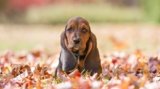 Best Pet Insurance For Basset Hounds