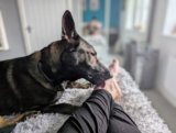 Mmm, Feet… Why Do My Dogs Like Licking Me? The Attraction & Whether It’s Normal – Dogster