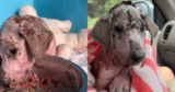 Puppy Rescued in Awful Condition Looks Unrecognizable After One Year