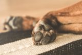 How to Cure Dry Dog Paws