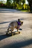 Meet Ralphie the Skateboarding Dog!