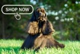 20 Droolworthy Cocker Spaniel Gift Ideas