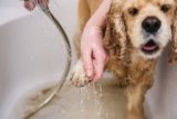 My Dog Bites His Paws: Here’s What To Do