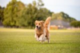 Dog Park Trail Safety Tips – Keeping Pets Safe From Other Dogs