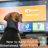7 Ways to Keep Your Dog Entertained When You’re Away {Stocking Stuffer Giveaway – Day #7}