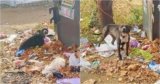 Dog Tangled Around A Tree, Made A Bed Out Of Trash And Fallen Leaves