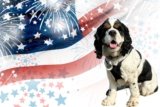 Beyond the Boom: 20 Surprising Fireworks Threats To Dogs