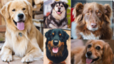 Top 20 Lovable Golden Retriever Mixes For All Types of Households