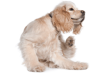Cocker Spaniel Allergies: Diagnosis and Treatment Guide