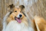 The Real-Life Lassie: Tail-Wagging Heroes Who Saved the Day