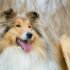 Annual Dog Breed Meet-Ups & Events In 2025 For Dog Lovers