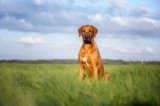 Injuries From a Leashed Dog – Strategies for a Safer Dog-Walking