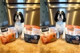 The One Air Dried Dog Food We Recommend