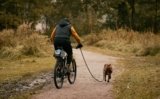Paws, Pedals & Pavement: The Best Dog Leash For Biking