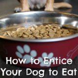 How to Entice Your Dog to Eat {Stocking Stuffer Giveaway – Day #10}