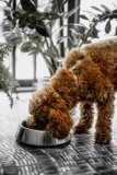 Freeze-Dried Dog Food 101: Pros, Cons, and What to Know