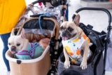 South Korea’s Dog Stroller Boom Leaves Baby Gear Behind