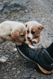Why Dogs Chew Shoes–And 10 Ways to Stop Them
