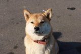 The Bark Heard ‘Round the Internet: Origins of the Doge Meme