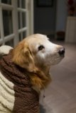 Can I Use a Heated Blanket on My Dog?